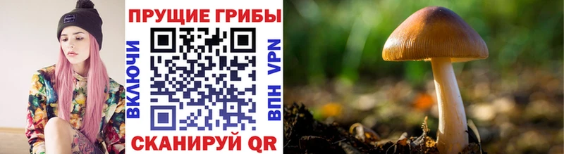 Купить  Суоярви  Галлюциногенные грибы Magic Shrooms 
